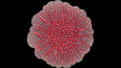 Crean un chip que 'escucha' las bacterias