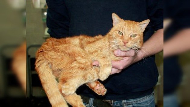 La odisea del gato Poldi: a punto de volver a casa después de vagabundear 16 años