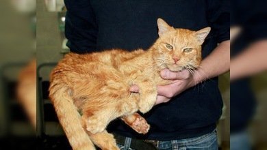 La odisea del gato Poldi: a punto de volver a casa después de vagabundear 16 años