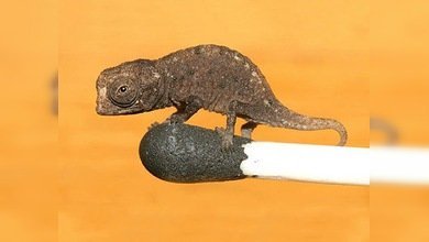 Hallan en Madagascar al camaleón más pequeño del mundo