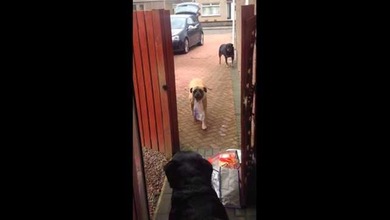 La perrita que siempre ‘echa una pata’ con la compra
