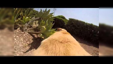La arrolladora pasión de un perro por el mar vista como el protagonista