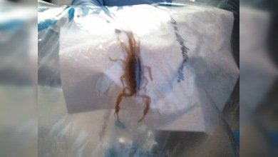 Picadura de escorpión a 40.000 pies de altura