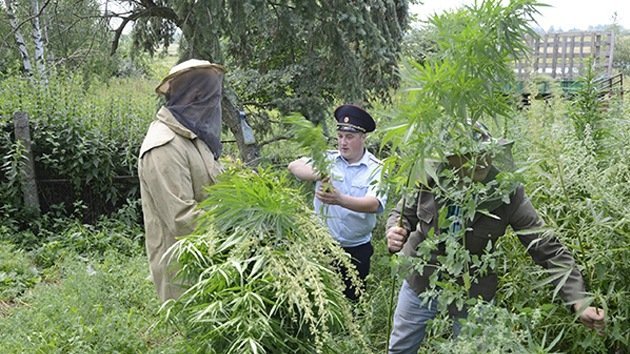 Abejas agresivas atacan a policías rusos al intentar destruir plantación de cannabis