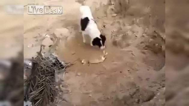 Un perro que entierra huesos… y cachorros