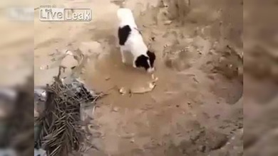 Un perro que entierra huesos… y cachorros