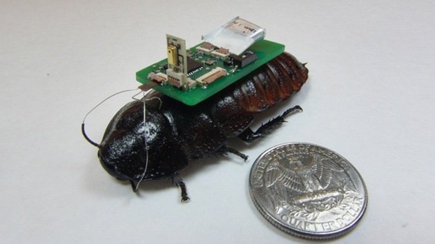 'Cucaracha cíborg' salvará vidas en el futuro