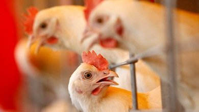 Hallan un nuevo estado de la materia en los ojos de una gallina