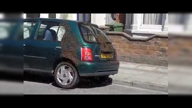 Miles de abejas invaden un coche en Inglaterra