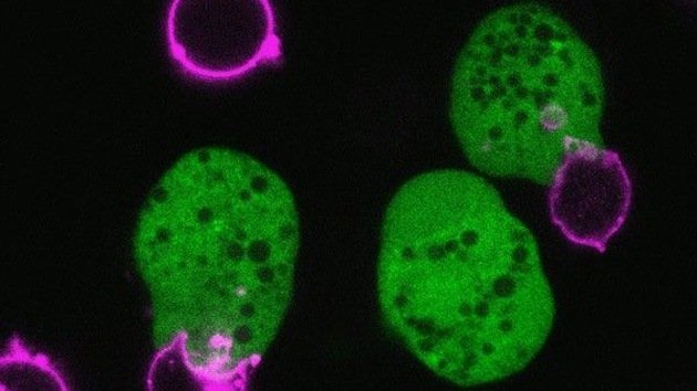Descubren cómo funciona la ameba que devora el intestino de millones de personas