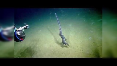 “No puedo creer que sea un ser vivo”: Graban a la criatura más rara del Caribe