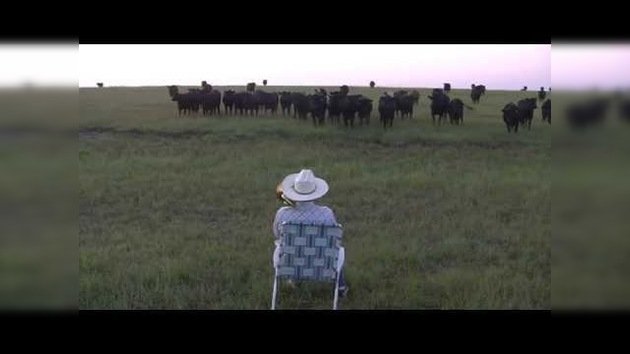 Pastor descubre una nueva forma de reunir su ganado: una serenata con un trombón