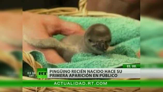 Zoológico en EE. UU. presentó a uno de sus dos pingüinos recién nacidos al público