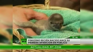Zoológico en EE. UU. presentó a uno de sus dos pingüinos recién nacidos al público