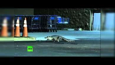 Un caimán 'va de compras' a un Walmart pero le cierran la puerta
