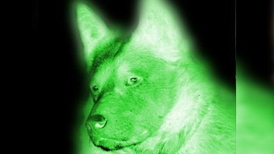 Creado en Corea del Sur un perro luminiscente