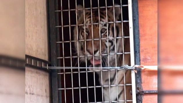 Un triste tigre hallado en Moscú recupera el apetito