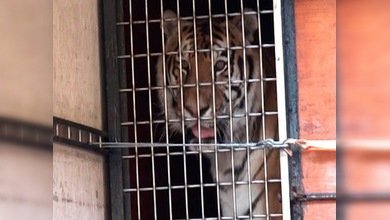 Un triste tigre hallado en Moscú recupera el apetito