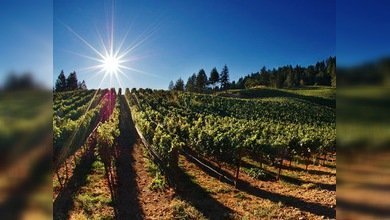 Prescripción saludable: cabernet, chocolate y la música de la Orquesta Rusa