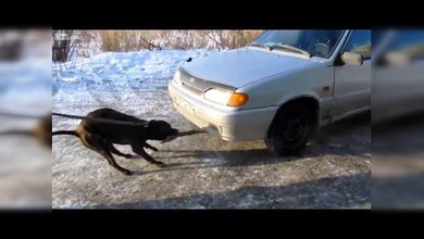 Bulldog arrastra un automóvil