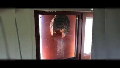 Una ojeada al interior del avispero
