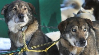 Perro ciego tirador de trineo se convierte en atracción turística en EE.UU.