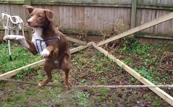 ‘Más difícil todavía’: Perro en la cuerda floja