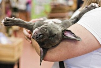 De 'basura' deforme a mascota mimada