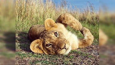 Los leones podrían desaparecer pronto de África