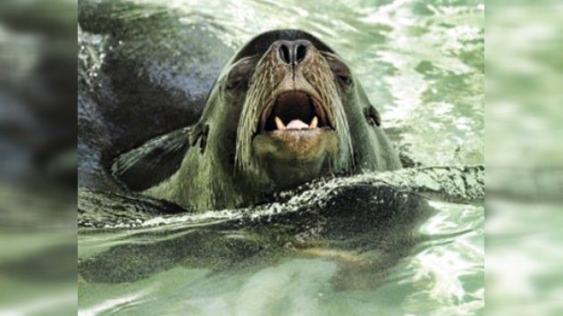 Del Pacífico al cielo: doce focas marinas mueren durante su transporte en avión