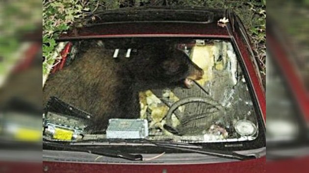 Un oso negro conduce un Toyota en Colorado
