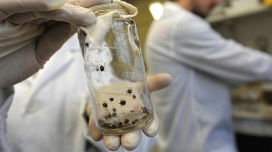 'Garrapatas asesinas' en Japón propagan un virus letal y de momento dejan 21 muertos
