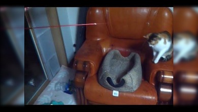 ¿Quién está pescando al gato?