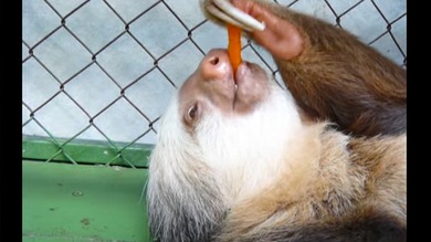 El perezoso más tierno y con un paladar muy exigente