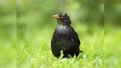Fuegos artificiales causa probable de muerte de 3.000 mirlos en Arkansas