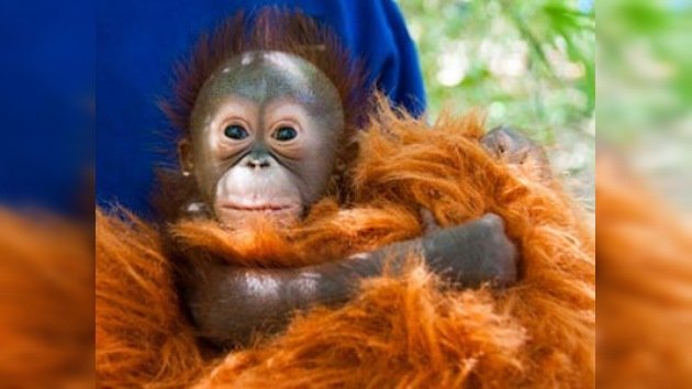 El nuevo héroe del zoo de Houston, la cría de orangután de Borneo, busca nombre