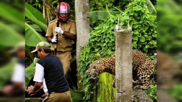 La 'ley de la selva' se revuelve contra un leopardo indio acuchillado por aldeanos