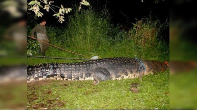 Capturado en Filipinas un cocodrilo XXL
