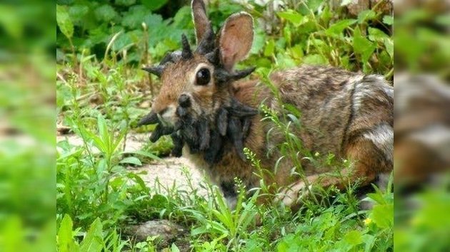 Otro animal viral en Internet: el mostruoso conejo Frankenstein