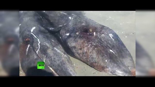 Hallan en la costa mexicana las primeras ballenas grises siamesas