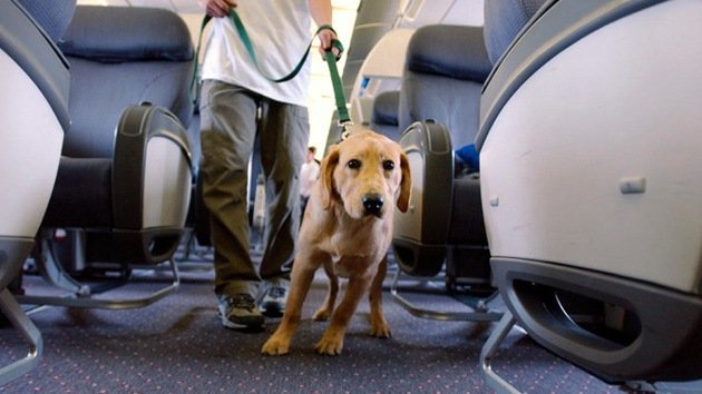 Pasajeros se niegan a volar por la expulsión del avión de un ciego y su perro guía