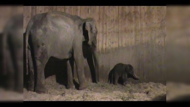 Nace el primer bebé elefante madrileño