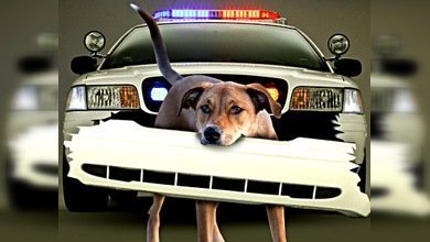 Un ataque a la policía puede salir caro, hasta para un perro