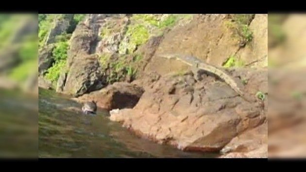 Un cocodrilo salta sobre un nadador australiano