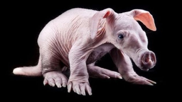 Fotos, video: Cerdo hormiguero nace por primera vez en Rusia