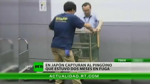 En Japón capturan al pingüino que estuvo dos meses en fuga