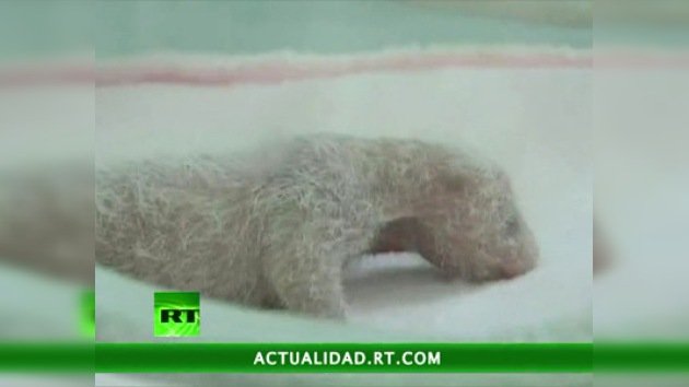 El panda gigante más enano: la osa 'olímpica' de China pare una cría de 122 gramos