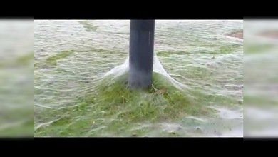 ¿Cuál es el misterio de esta rara telaraña que cubre todo un campo?