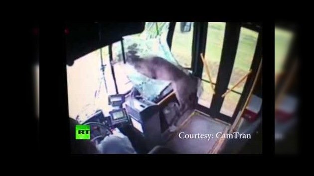 Un ciervo se empotra en un autobús a través del parabrisas