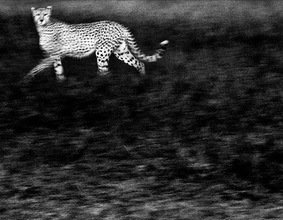 Las mejores fotos europeas de la vida silvestre de 2010